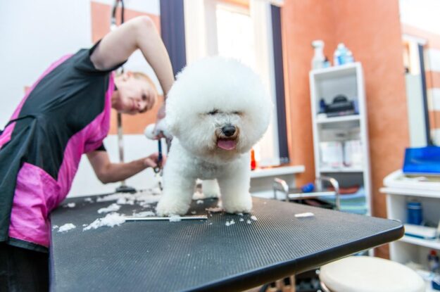 Heat Stress In The Grooming Salon